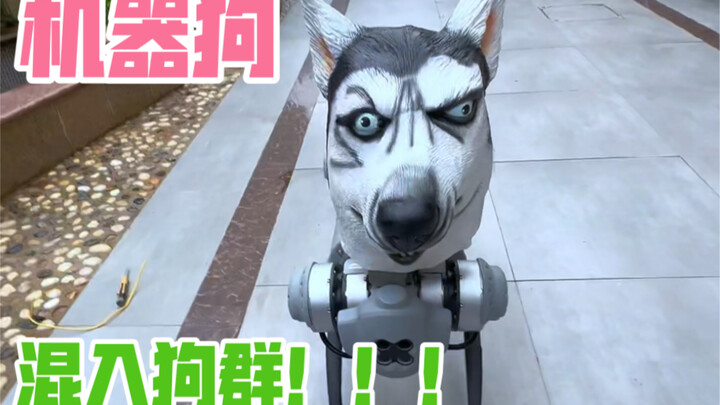 A robotic dog actually wore a Siberian Husky mask and sneaked into the doghouse!!! Let's see how the