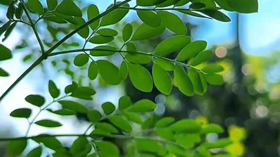 সূরা হাশরের শেষ তিন আয়াত