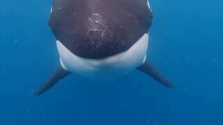 Mata paus pembunuh terkunci pada sang fotografer!!