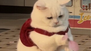 How Kittens Learn to Play with Themselves