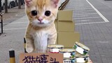 香蕉猫发现了新的商机