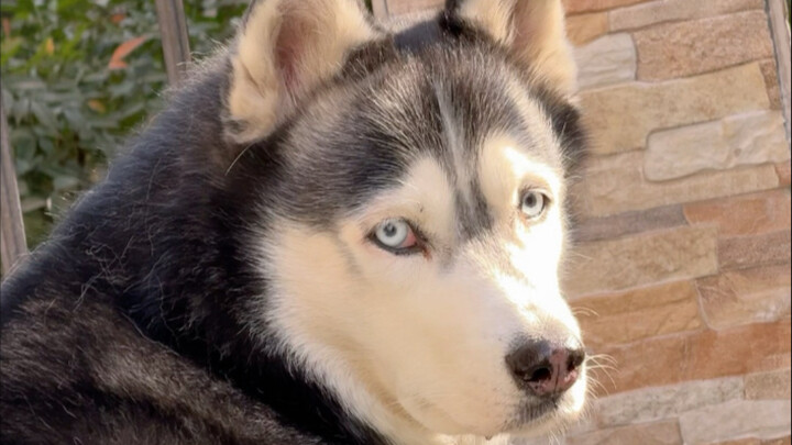 No one knows my dog better than I do…