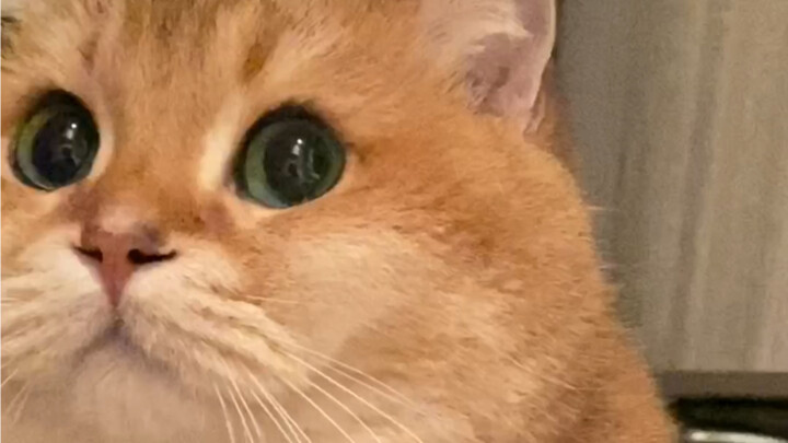 นี่ ทำตัวเป็นแมวเนี่ย สิ่งสำคัญที่สุดคือต้องมีความสุขไง～