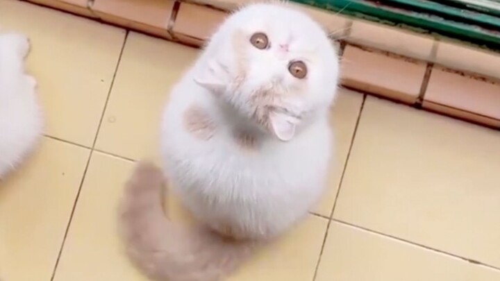 Nó cứ như biết mình rất đáng yêu ấy!