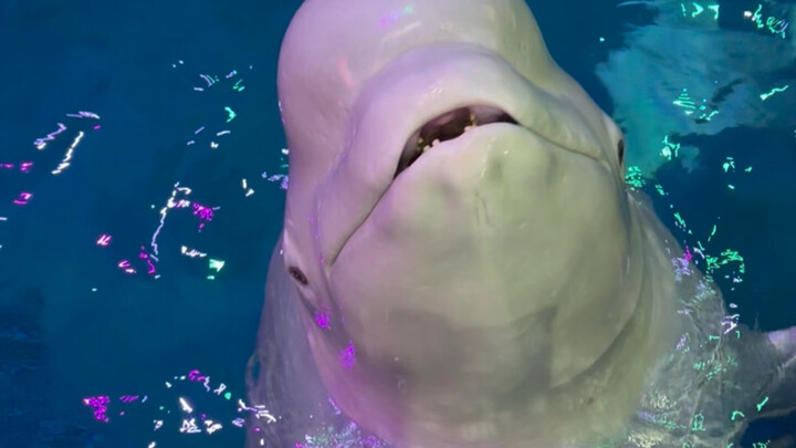 Xiao Hei is so well-behaved when he’s eating fish!