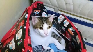 จะเอ๋แมวเหมียว