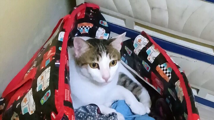 จะเอ๋แมวเหมียว