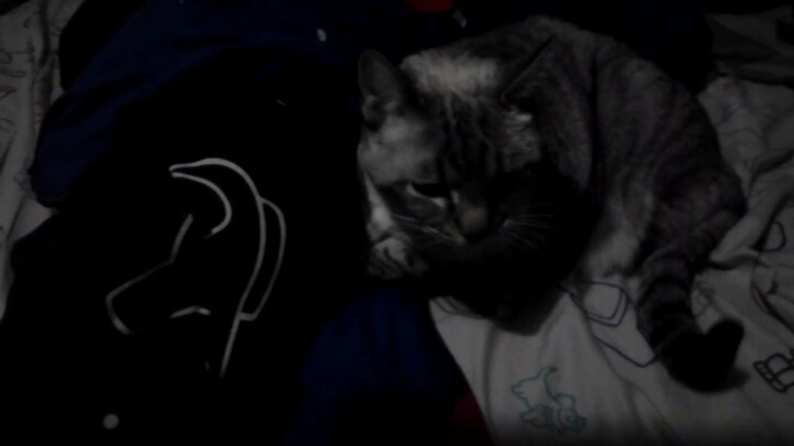 Cute cat gets pets.