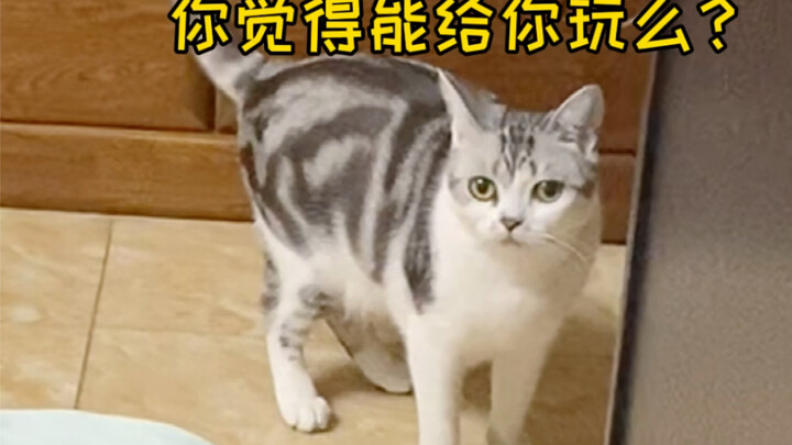 Mulberry's Revenge Diary