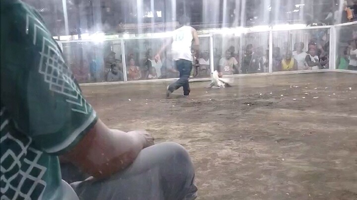 sabong gelmore hatch naka pasa