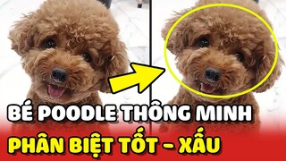 Trầm Trồ với bé Poodle THÔNG MINH HIỂU TIẾNG NGƯỜI biết phân biệt tốt -xấu 😂 | Yêu Lu