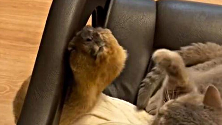 Chuột đồng và mèo tranh nhau chiếc sofa, hai bên lao vào đánh nhau quyết liệt — rốt cuộc ai sẽ giành