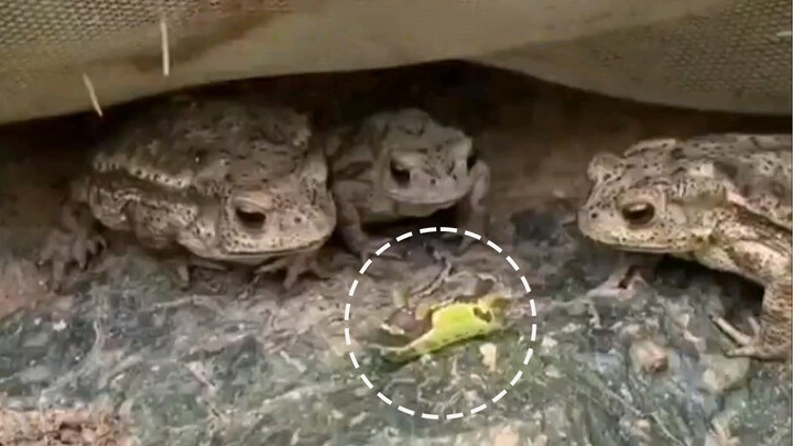 Toad VS Thosea Sinensis