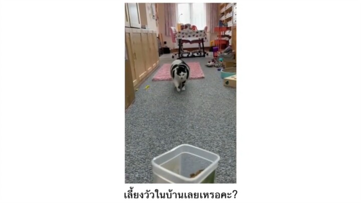 เนื้อวัวในบ้านเลยหรอคะ?