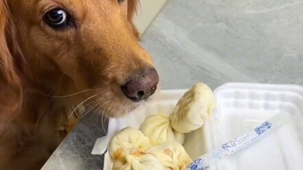 A "scheming" dog eats an entire box of buns through sheer skill!
