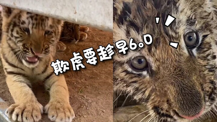 欺虎要趁早6.0(单枪静静锄强扶弱！)