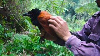 Sinh Tồn Trong Rừng Tập Cuối - Món Quà Của Núi Rừng _ Đôi Đũa Tre