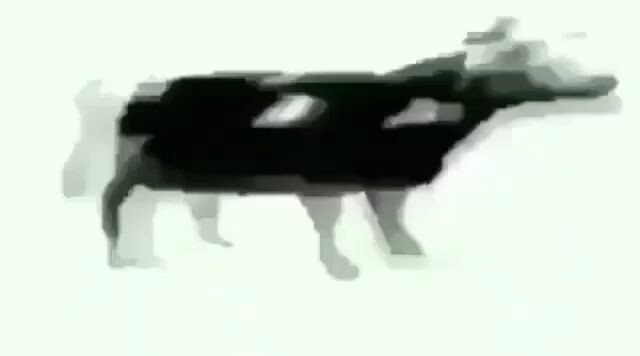 Polish dancing cow.