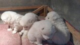 The Samoyed puppy starts eating. The dog's mother has been gone for a long time and she is lost. As 