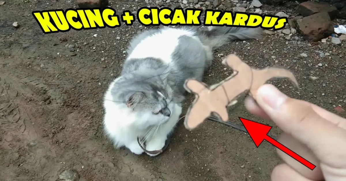 BIKIN MAINAN CICAK BUAT KUCING 🐈💓 - MAINAN KUCING DARI KARDUS - Bstation