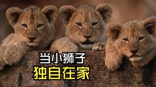 Those wonderful animal videos!