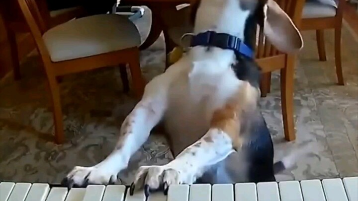 【Chó Beagle】Bao muốn hát! Bao biết hết!
