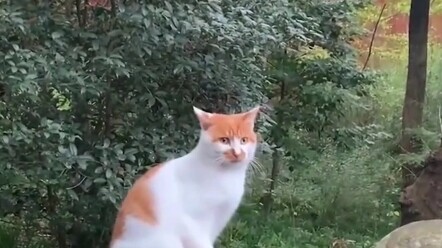 القطة تسمح للصبيان فقط بمداعبتها، ولا تسمح للفتيات بذلك.