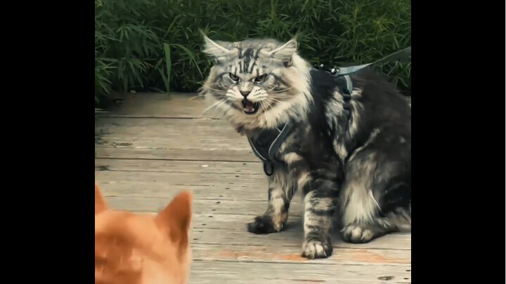 “A boss cat that looks like trouble at first glance”