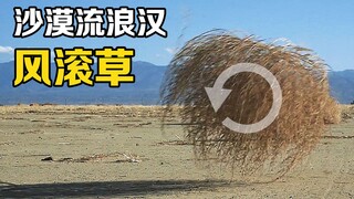 What are tumbleweeds? The flooding of roads and the invasion of small towns have Americans complaini