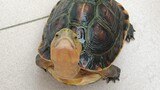 [Reptile pets] My 9-year-old Chinese Box Turtle is so gentle!