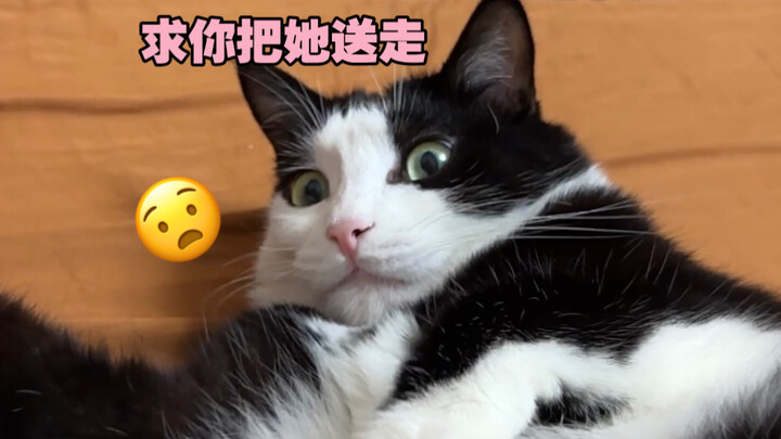 Don’t force a boy‑girl second child! It’s really hard to get along… Having both a cat and a dog isn’