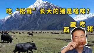 Special Chef's Origin | What does a pig raised on Matsutake mushrooms taste like? — Tibetan Pig