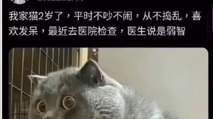 Sekarang bisa bebas mengelus kucing, nggak takut bulu kucing berantakan lagi!