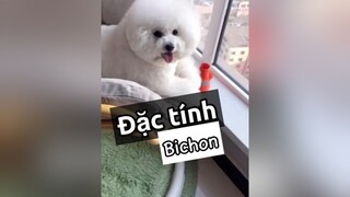 Đặc tính chó Bichon nè! bichon thucung thucungdethuong nuoidaythucung chó chó_cưng kcbweb thucungvuinhon