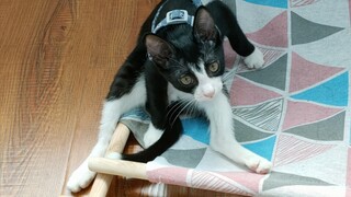 قصتي مع المدفعية الثانية