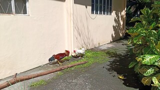 Rhode Island Red VS White Kelso McLean Spar