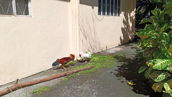 Rhode Island Red VS White Kelso McLean Spar