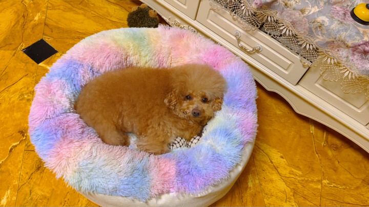Random Thoughts About Dog Beds