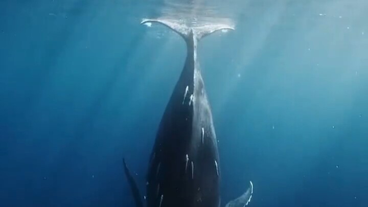 Lihatlah Hewan Kecil yang Ajaib