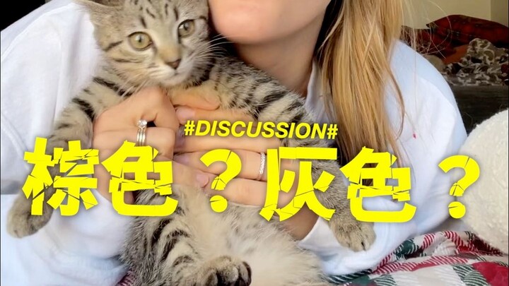Families, is this cat brown or gray?