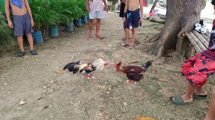 Armalite Grey VS Sweater Kelso (Baldado) spar