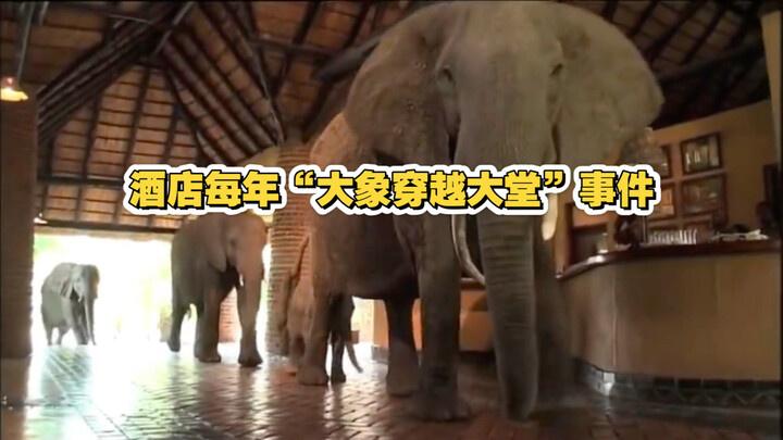 โรงแรมแห่งหนึ่งในแซมเบียมักเกิดเหตุการณ์ “ช้างเดินผ่านล็อบบี้” ทุกปี