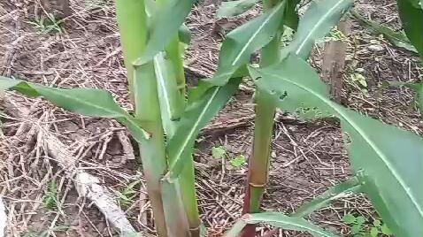 Penampakan Jagung