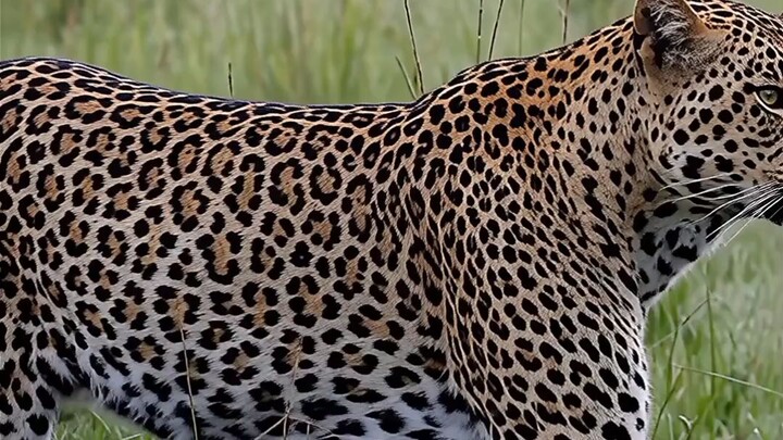 #Leopard #Wildlife #Nature #AnimalLovers