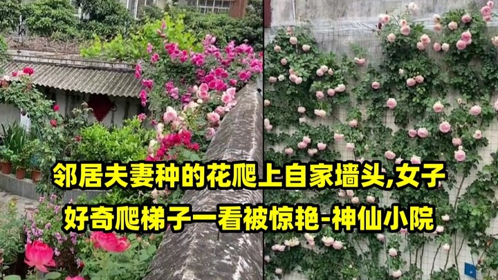 A couple next door had their flowers climbing over their wall; the woman, curious, climbed a ladder 
