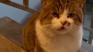 猫:快送我回去