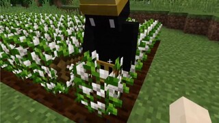 Farmer's cotton plantation