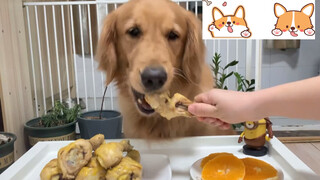 Thú cưng dễ thương | Chó Golden Retriever mukbang