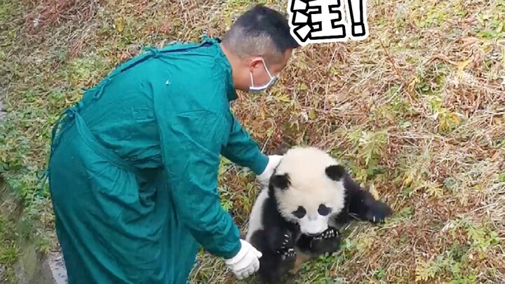 奶爸：这狗叫吓我一跳！