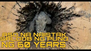 ASO NA NAISTAK SA LOOB NG PUNO NG 60 YEARS | HEINZZ TV